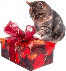 Katze mit Weihnachtsgeschenk
